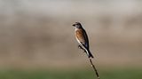 Eurasian Linnet (Hmpling)