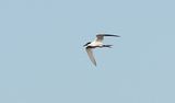 Sandwich Tern (Kents Trna)