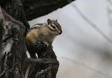 Siberian Chipmunk