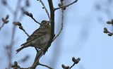 Brambling