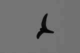Himalayan Swiftlet
