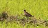 Pacific Golden Plover