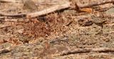 Barred Buttonquails