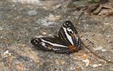 Cyrestis telamon
