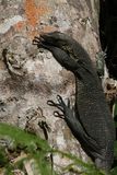Rainer Gnthers Monitor (Varanus rainerguentheri)