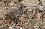 Barred Buttonquail