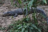 Siamese Crocodile