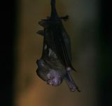 Diadem Roundleaf Bat (Hipposideros diadema)