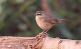 Siberian Rubythroat