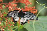 Great Mormon Swallowtail