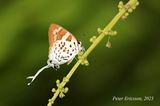 Sword-tailed Flash (Bindahara phocides)