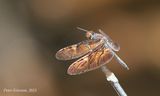 Bronze Flutterer (Rhyothemis obsolescens)