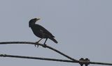 Javan Myna