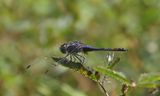 Indigo Dropwing