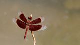 Common Parasol (Neurothemis fluctuans)