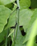 Black Threadtail (Prodasineura autumnalis)
