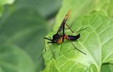 Antlered Crane Fly (Tanyptera dorsalis)