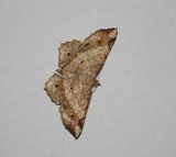 Chiasmia emersaria 