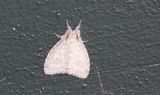 Genus Dura