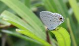 Silver Forget-Me-Not (Catochrysops panormus)
