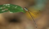 Telephone Sylvan (Coeliccia octogesima)