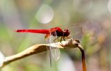 Scarlet Skimmer (Crocothemis servilia)