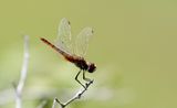 Dancing Dropwing (Trithemis pallidinervis)