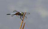Oriental Blue Dasher (Brachydiplax chalybea)