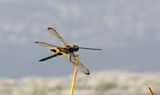 Yellow-striped Flutterer (Rhyothemis phyllis)