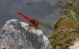 Scarlet Skimmer (Crocothemis servilia)