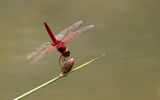 Scarlet Basker (Urothemis signata)