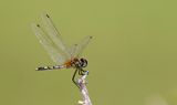 Dancing Dropwing (Trithemis pallidinervis)