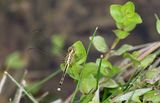 Chalky Percher (Diplacodes trivialis)