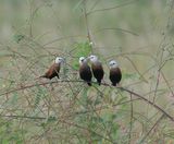 White-headed Munia