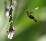 Pellucid Hawkmoth (Cephonodes hylas)
