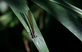 Mnais andersoni 