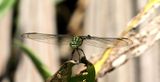 Green Marsh Hawk (Orthetrum sabina)