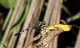 Green Marsh Hawk (Orthetrum sabina)
