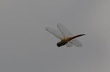 Wandering Glider (Pantala flavescens)