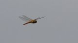 Wandering Glider (Pantala flavescens)
