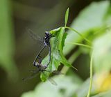  Mangrove Marshal (Pornothemis starrei) 