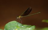 Green Metalwing