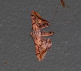 Hypochrosis binexata 