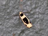 Thysanoptyx incurvata