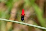 Scarlet Adjutant (Aethriamanta brevipennis)