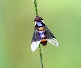 Dideopsis aegrota