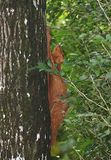 Sunda Colugo (Galeopterus variegatus)