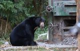 Sun Bear