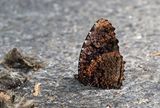 Dried-leaf Palmfly (Elymnias saueri)