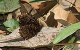 Dried-leaf Palmfly (Elymnias saueri)